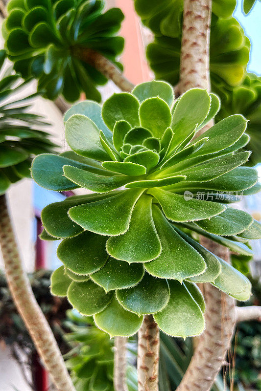 Aeonium arboreum